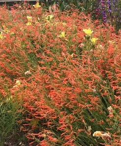 Luminous Pineleaf Penstemon -Outdoor Garden Care Shop penstemon pinifolius luminous