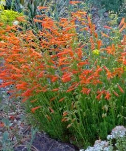 Luminous Pineleaf Penstemon
