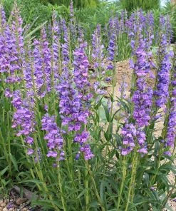 Rocky Mountain Penstemon -Outdoor Garden Care Shop penstemon strictus 1