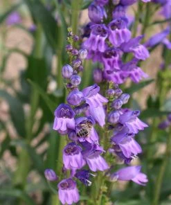 Rocky Mountain Penstemon -Outdoor Garden Care Shop penstemon strictus 2