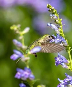 Rocky Mountain Penstemon -Outdoor Garden Care Shop penstemon strictus 3