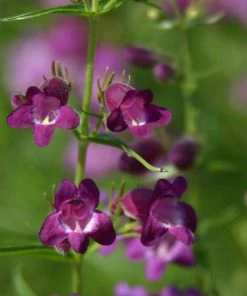Pike's Peak Purple® Penstemon -Outdoor Garden Care Shop penstemon x mexicali pikes peak purple pathayward plant select cropped