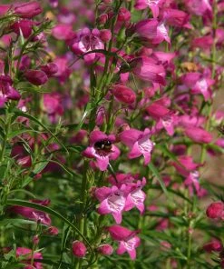 Red Rocks® Penstemon -Outdoor Garden Care Shop penstemon x mexicali red rocks 21 plant select 1