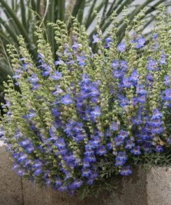 Blue Lips Penstemon -Outdoor Garden Care Shop penstemon blue lips 78798 2 web