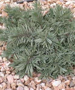 Blue Lips Penstemon -Outdoor Garden Care Shop penstemon blue lips 78798 3 web