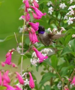 Coconino County Desert Penstemon -Outdoor Garden Care Shop penstemon coconino county emmis oure cropped 1 1