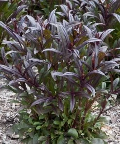 Dark Towers Penstemon -Outdoor Garden Care Shop penstemon dark towers 02 35 1