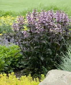 Dark Towers Penstemon -Outdoor Garden Care Shop penstemon dark towers walters gardens 1 cropped
