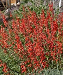 Firecracker Penstemon Richfield Strain -Outdoor Garden Care Shop penstemon eatonii richfield ut in flwrcc cropped