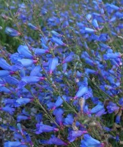 Electric Blue Penstemon