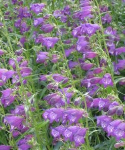 Pike's Peak Purple® Penstemon