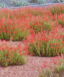 Compact Pineleaf Penstemon -Outdoor Garden Care Shop penstemon pinifolius compactum agave neomexicana cropped
