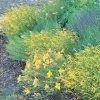 Yellow Pineleaf Penstemon