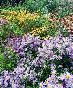 High Country Meadow Native Wildflower Seed Mix -Outdoor Garden Care Shop perennial garden hcg native mix