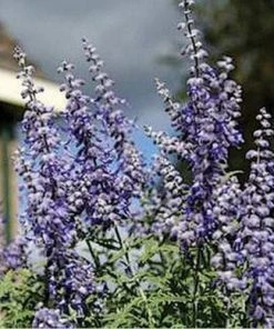 Lacey Blue Russian Sage -Outdoor Garden Care Shop perovskia atriplicifolia lacy blue 76615 2 web
