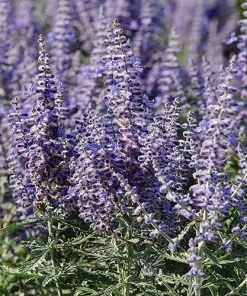 Lacey Blue Russian Sage