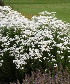 Peter Cottontail Yarrow -Outdoor Garden Care Shop peter cottontail yarrow 3 4