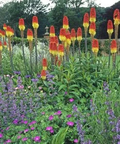 Pfitzer Red Hot Poker Mix -Outdoor Garden Care Shop pfitzer red hot poker