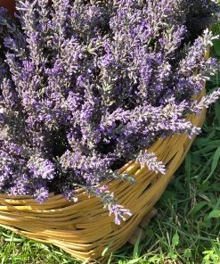 Phenomenal Lavender -Outdoor Garden Care Shop phenomenal lavender 2