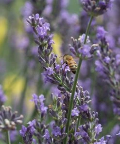 Long Blooming Lavender Collection -Outdoor Garden Care Shop phenomenal lavender