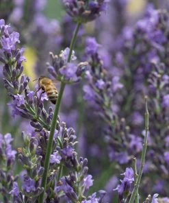 Phenomenal Lavender -Outdoor Garden Care Shop phenomenal lavender bee 1