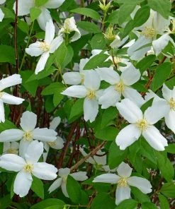 Desert Snow Mock Orange (Philadelphus)