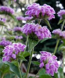 Kashmir False Sage (Phlomis)