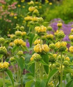 Hardy Jerusalem Sage (Phlomis) -Outdoor Garden Care Shop phlomis russeliana lampwick plant jerusalum sage 2