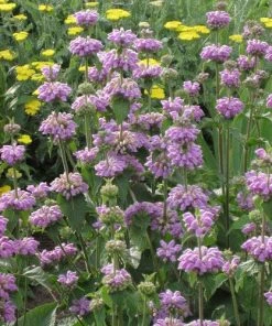 Kashmir False Sage (Phlomis) -Outdoor Garden Care Shop phlomis cashmeriana 77103 1 web