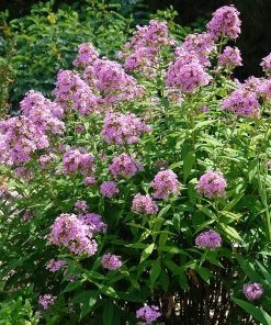 Jeana Garden Phlox -Outdoor Garden Care Shop phlox paniculata jeana flowers