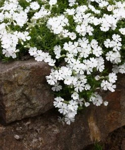 Snowflake Creeping Phlox