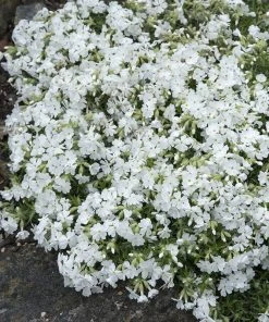 Snowflake Creeping Phlox -Outdoor Garden Care Shop phlox subulata snowflake 3