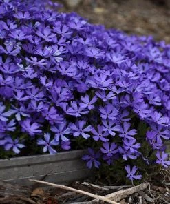 Violet Pinwheels Phlox -Outdoor Garden Care Shop phlox violet pinwheels 2