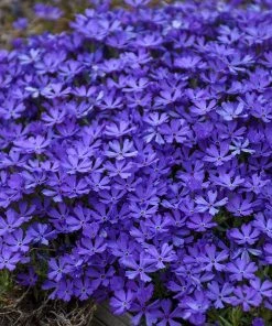 Violet Pinwheels Phlox -Outdoor Garden Care Shop phlox violet pinwheels 3
