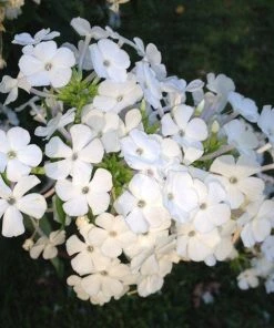 David Garden Phlox -Outdoor Garden Care Shop phlox david 1 2