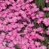 Perfect Pink Santa Fe Phlox