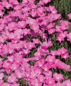 Perfect Pink Santa Fe Phlox