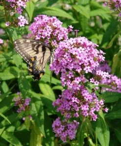 Jeana Garden Phlox -Outdoor Garden Care Shop phlox pani jeana flw 300 2 1