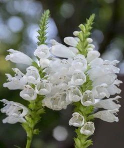 Summer Dreams Pre-Planned Garden 18 Summer Dreams Pre-Planned Garden -Outdoor Garden Care Shop physostegia virginiana crystal peak white obedient plant 14 1