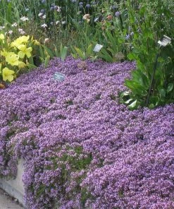 Tread On Me Evergreen Groundcover Collection