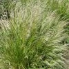 Pixie Fountain Tufted Hair Grass