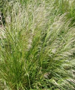 Pixie Fountain Tufted Hair Grass