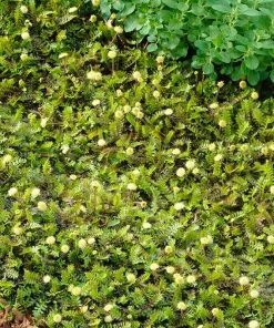 Platt's Black Brass Buttons (Leptinella) -Outdoor Garden Care Shop platts black brass buttons