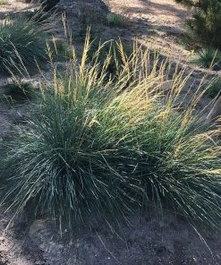 Mini Oat Grass (Poa) -Outdoor Garden Care Shop poa secunda var juncifolia garden growing