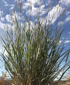 Mini Oat Grass (Poa)