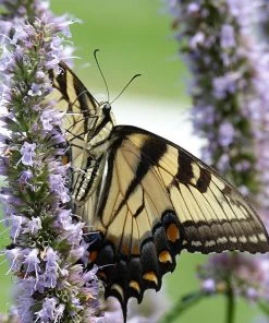Pollinator Paradise Pre-Planned Garden -Outdoor Garden Care Shop pollinator ppg 2