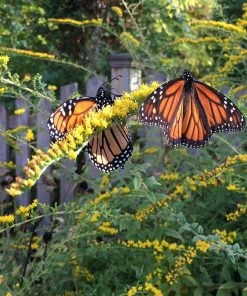 Pollinator Paradise Pre-Planned Garden -Outdoor Garden Care Shop pollinator ppg 3