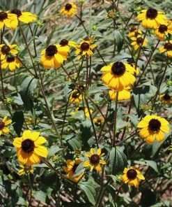 Pollinator Paradise Pre-Planned Garden -Outdoor Garden Care Shop pollinator ppg 5