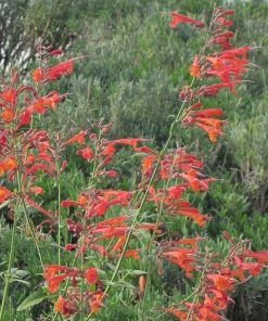 Pollinator Paradise Pre-Planned Garden -Outdoor Garden Care Shop pollinator ppg 6