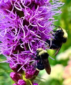 Pollinator Paradise Pre-Planned Garden -Outdoor Garden Care Shop pollinator ppg 7